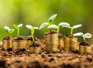 Golden coils in soil with young plants